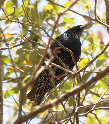 [This closer view of one bird shows the glossy feathers, but on the back of the belly and the underside of the tail are white edges to all the feathers creating a black and white pattern. The legs of this bird are pinkish-red.]